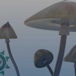 Psilocybe e outros cogumelos mágicos