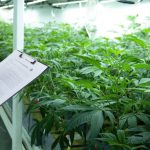 Rotinas para resultados no cultivo indoor grow kit estufa barraca tenda fotoperiodo fertilizacao regas podas