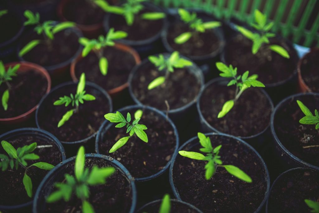 Featured image of post Imagens De Plantas Crescendo Na Terra : Rabanetes, aipo, morango, tomate cherry.