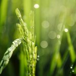 Floração ao consumo: guia básico para não errar na colheita