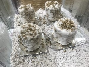 terrario para cogumelo com fundo de perlita