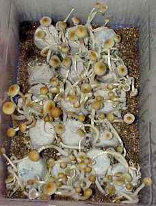 Terrário para cogumelo mágico com fundo de vermiculita