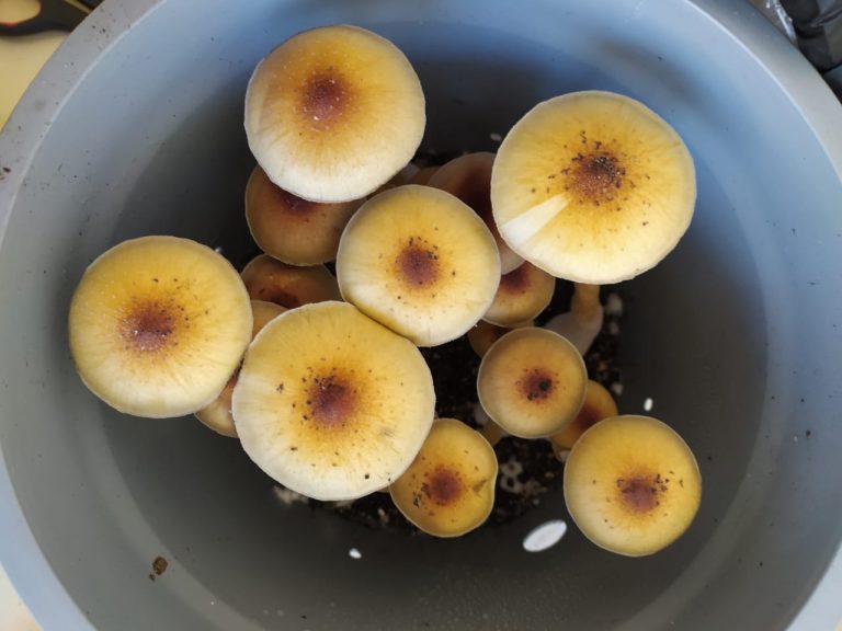 monotub cultivado com aditivos para cogumelos mágicos