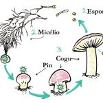 ciclo de vida dos cogumelos