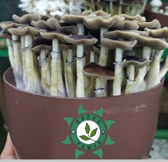 frutificação dos cogumelos