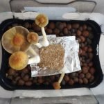 As 3 principais formas de cultivar cogumelos mágicos em casa