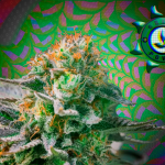 cannabis na floração
