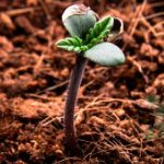 germinar sementes de cannabis
