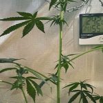 alongamento vertical da cannabis