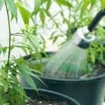 qualidade da agua no cultivo de cannabis