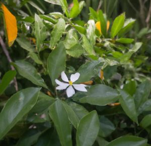 Tabernaemontana Undulata planta do colirio sananga