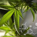 Canabidiol: Saiba tudo sobre esse componente da cannabis medicinal
