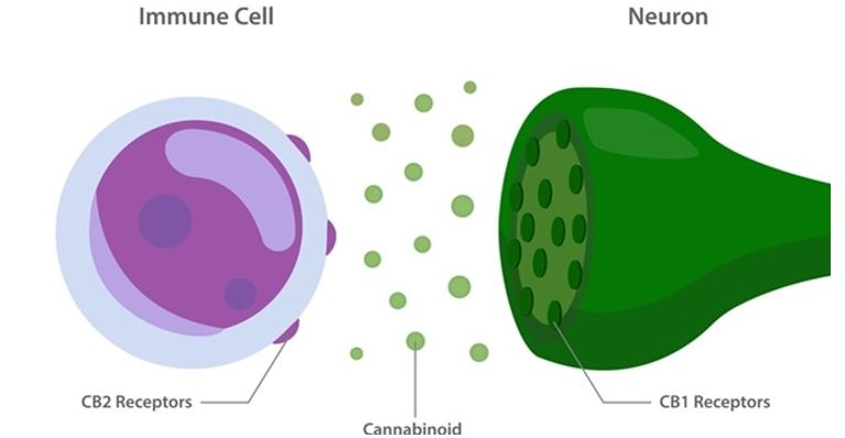 canabinoides e o sistema endocanabinoide