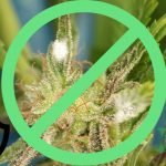 Principais estratégias e práticas para prevenção de mofo na cannabis