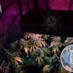 Ventilação na Cannabis, 5 dicas essenciais para cultivo indoor