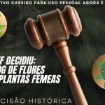 cultivo caseiro de cannabis no brasil stf aprova