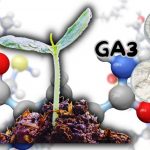 acido giberelico sementes cannabis