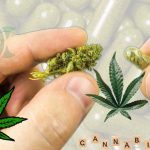 Capsulas de Cannabis: Benefícios e Como Usar no Seu Dia a Dia