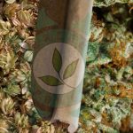 Lúpulo e Cannabis: a melhor alternativa natural ao tabaco