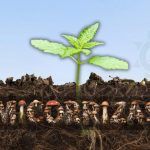 Fertilizante Enraizador Micorrizas: Fortaleça Raizes desde o Inicio