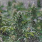 Água da chuva no cultivo indoor: é possível usar com segurança?