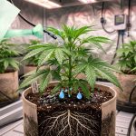 Rega da cannabis, qual a Frequência ideal? Guia para Evitar Erros