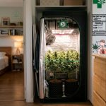 Estufa para Cultivo Indoor Pequeno, Como Produzir Mais em Menos Espaço